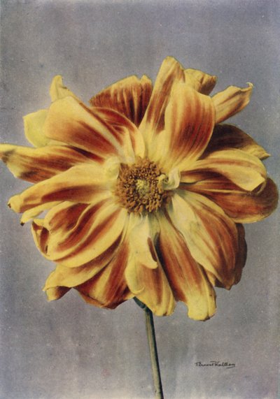 Dalia o kwiatach peonii, Gejsza (zdjęcie kolorowe) autorstwa English Photographer