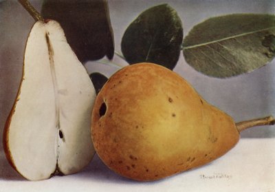 Gruszka, Durondeau (zdjęcie kolorowe) autorstwa English Photographer