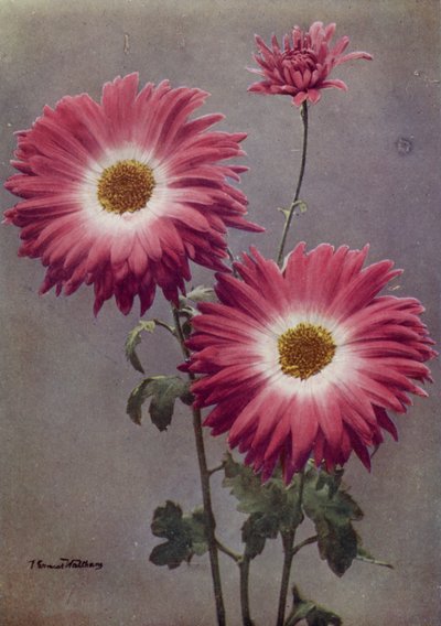 Percy Arnold (zdjęcie kolorowe) autorstwa English Photographer