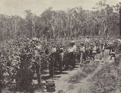 Zbieracze malin w pracy, Wandin Yallock autorstwa English Photographer