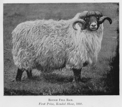 Rough Fell Ram, pierwsza nagroda, Kendal Show autorstwa English Photographer