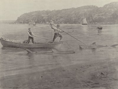 Łowienie rekinów, Chowder Bay autorstwa English Photographer