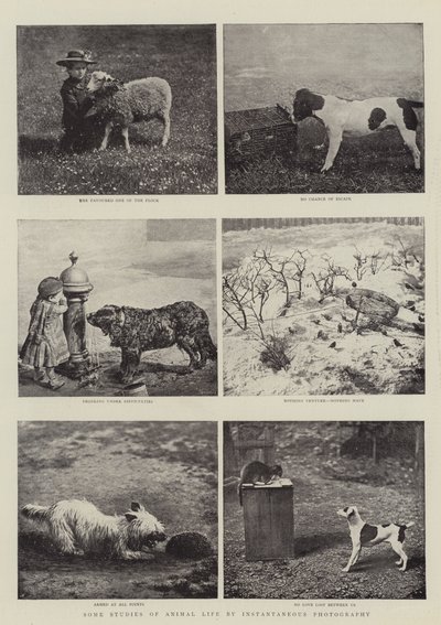 Niektóre badania życia zwierząt za pomocą fotografii chwilowej autorstwa English Photographer