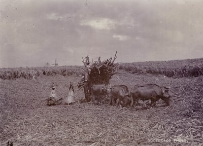 Plantacja cukru, Barbados, 1880 autorstwa English Photographer