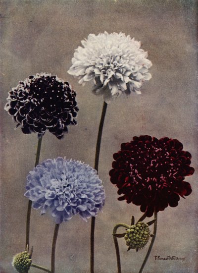 Świerzbnica (zdjęcie kolorowe) autorstwa English Photographer