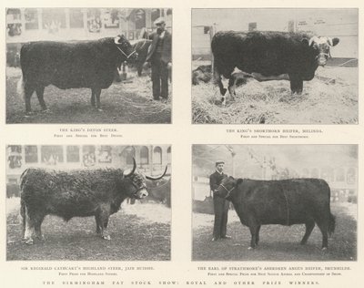 The Birmingham Fat Stock Show, Royal i inni zdobywcy nagród autorstwa English Photographer