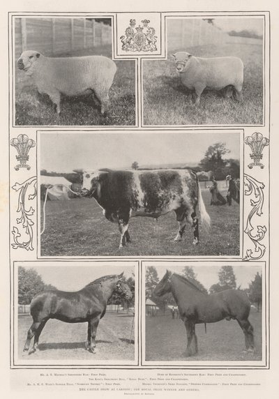 The Cattle Show w Cardiff, zdobywca nagrody królewskiej i inni autorstwa English Photographer