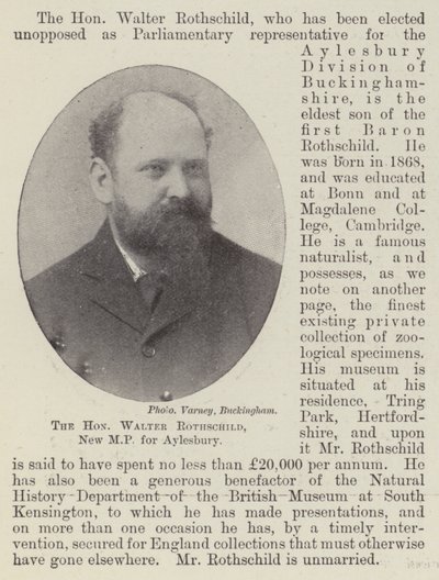Szanowny Walter Rothschild, nowy poseł Aylesbury autorstwa English Photographer
