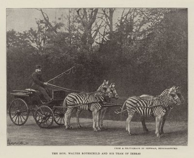 Szanowny Walter Rothschild i jego Zespół Zebr autorstwa English Photographer