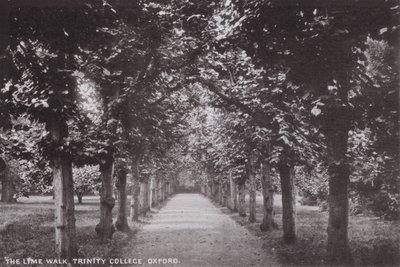 The Lime Walk, Trinity College, Oksford autorstwa English Photographer