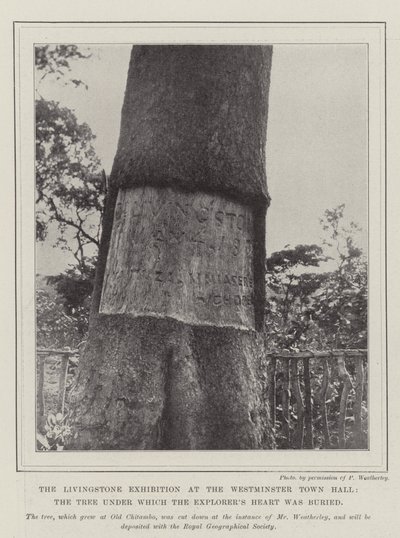 Wystawa Livingstone