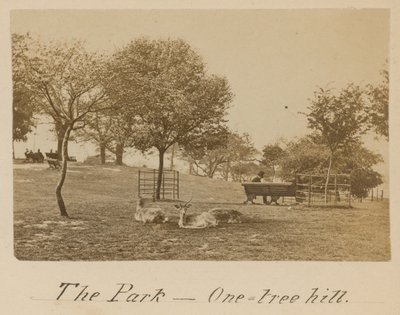 Park - One Tree Hill, Greenwich autorstwa English Photographer