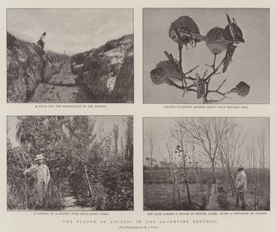 Plaga szarańczy w Republice Argentyńskiej autorstwa English Photographer