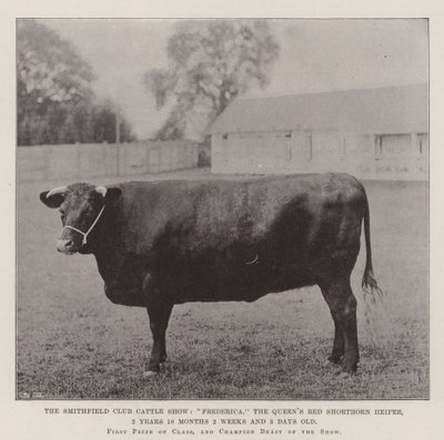 The Smithfield Club Cattle Show, Frederica, jałówka rasy Queens Red Shorthorn, 2 lata, 10 miesięcy, 2 tygodnie i 3 dni autorstwa English Photographer