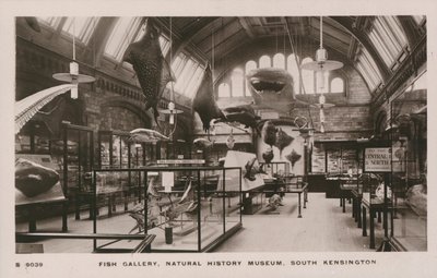 Muzeum Wiktorii i Alberta, South Kensington, Londyn, galeria ryb autorstwa English Photographer