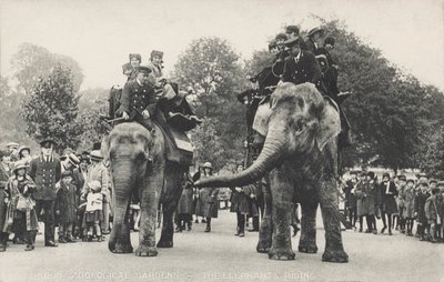 Słonie w londyńskim zoo w Regent