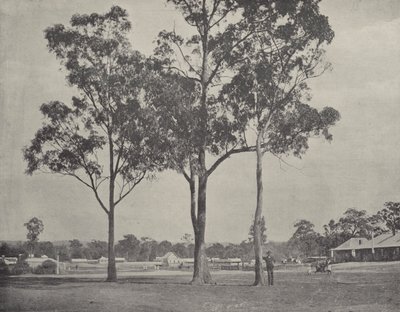 Toongabbie autorstwa English Photographer