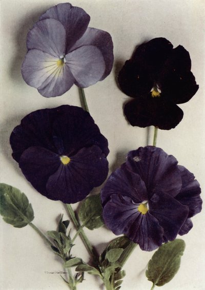 Violas, Maggie Mott, Admiral of the Blues, Archibald Grant i Jenny M