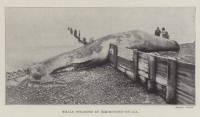 Wieloryb wyrzucony na brzeg w Birchington-on-Sea autorstwa English Photographer