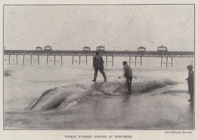 Wieloryb wyrzucony na brzeg w Boscombe autorstwa English Photographer