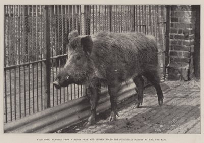 Dzik, usunięty z Windsor Park i przekazany Towarzystwu Zoologicznemu przez HM the King autorstwa English Photographer