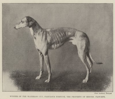 Zdobywca Pucharu Waterloo, Fantastyczna Fortuna, własność Messers Fawcett autorstwa English Photographer