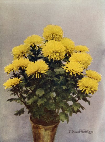 Żółty Caprice du Printemps autorstwa English Photographer