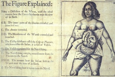1177 b.19 „Wyjaśniona figura”, schemat macicy, z „Księgi położnych lub cała sztuka położnictwa odkryta” autorstwa Jane Sharp, Londyn autorstwa English School