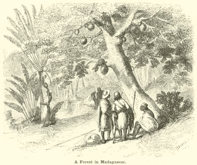 Las na Madagaskarze autorstwa English School