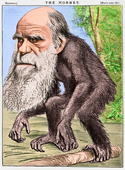 "Czcigodny Orang-outang", karykatura Karola Darwina jako małpy autorstwa English School