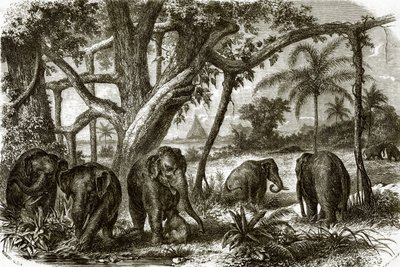 Las na Cejlonie autorstwa English School