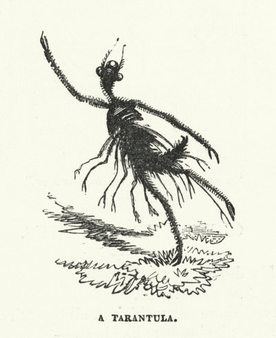 Tarantula (grawerunek) autorstwa English School
