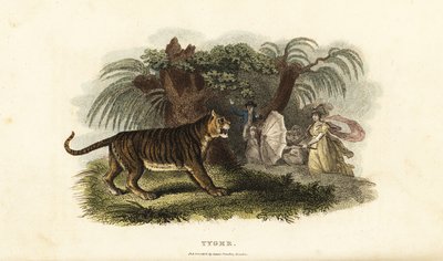 Tygrys, Panthera tigris, spłoszony przez Angielkę wymachującą parasolem autorstwa English School