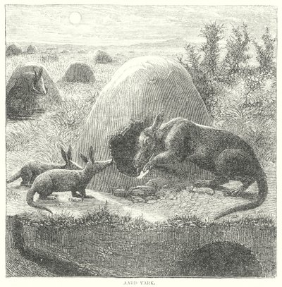 Aardvark (grawerunek) autorstwa English School