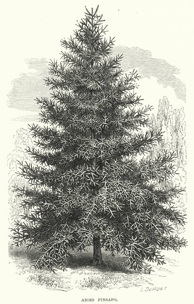 Abies Pinsapo (grawerowanie) autorstwa English School
