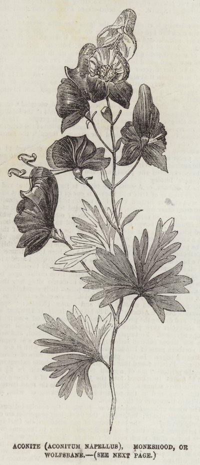 Tojad (Aconitum Napellus), Tojad zwyczajny lub Wolfsbane (rycina) autorstwa English School