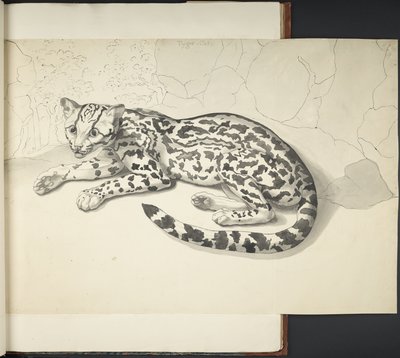 Dodaj MS 11807 f.9 Tyger Cat, z „Rysunków, na dużą skalę, indyjskim tuszem i ołówkiem, różnych zwierząt i ptaków” (indyjski tusz na papierze) autorstwa English School