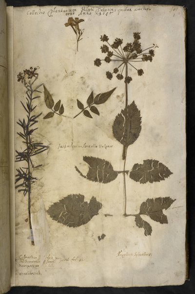 Dodaj MS 78334 f.3r Suszony okaz rośliny z objaśnieniem, z 