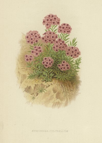Aethiona pulchellum autorstwa English School