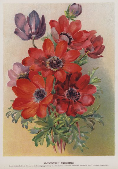 Zawilce Aldborough autorstwa English School