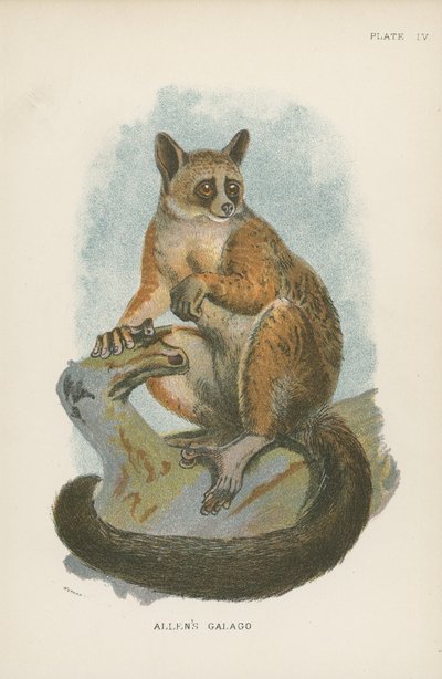 Galago Allena autorstwa English School