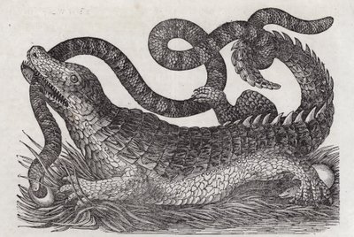 Aligator (grawerunek) autorstwa English School