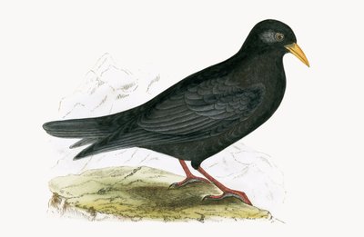 Alpine Chough, ilustracja z "A History of the Birds of Europe Not Observed in the British Isles" autorstwa Charlesa Roberta Bree (1811-86), opublikowana w 1867 r. autorstwa English School
