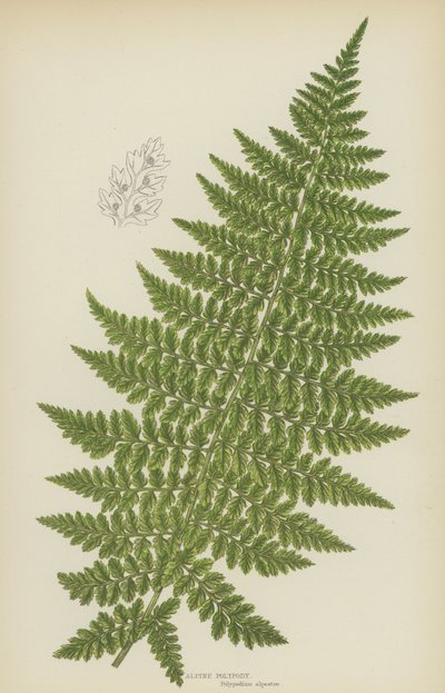 Alpine Polypody (kolorowa litografia) autorstwa English School