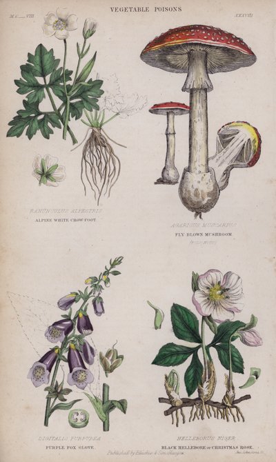 Biała alpejska kurza łapa; mucha brązowy grzyb; Rękawica z fioletowego lisa; Black Hellebore lub Christmas Rose (kolorowy grawerunek) autorstwa English School