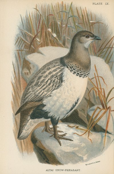Ałtaj śnieżny bażant autorstwa English School
