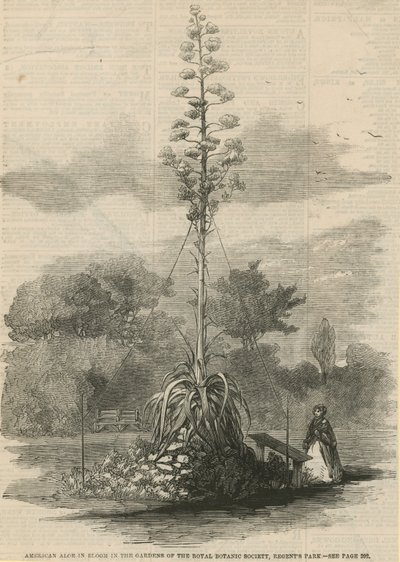 Amerykański aloes w rozkwicie autorstwa English School