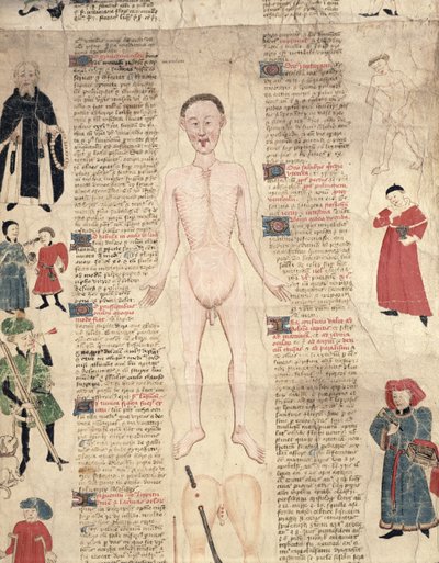 Schemat anatomiczny, z De arte phisicali e de cirugia autorstwa Johna Ardene, 1412 autorstwa English School