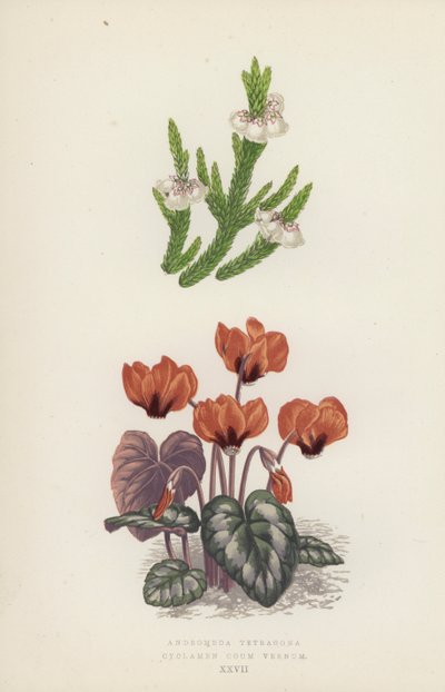 Andromeda Tetragona; Cyclamen Coum Vernum (kolorowa litografia) autorstwa English School