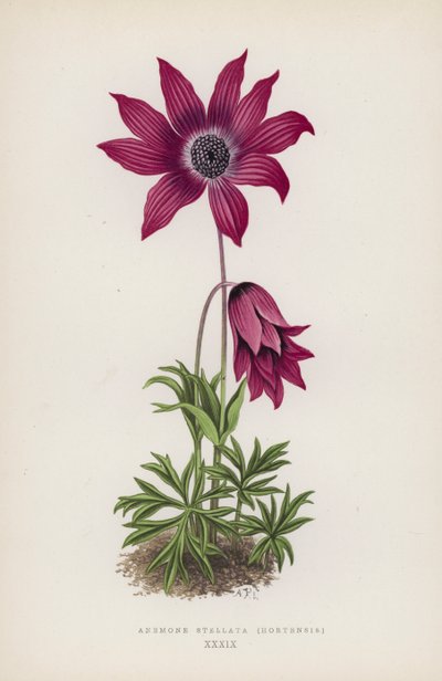 Anemone Stellata, Hortensis (kolorowa litografia) autorstwa English School